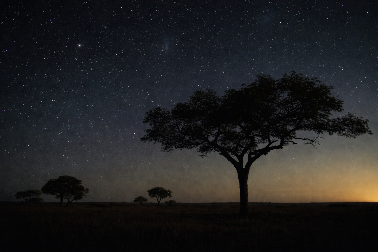 Night sky over Kuruman with acacia tree silhouettes