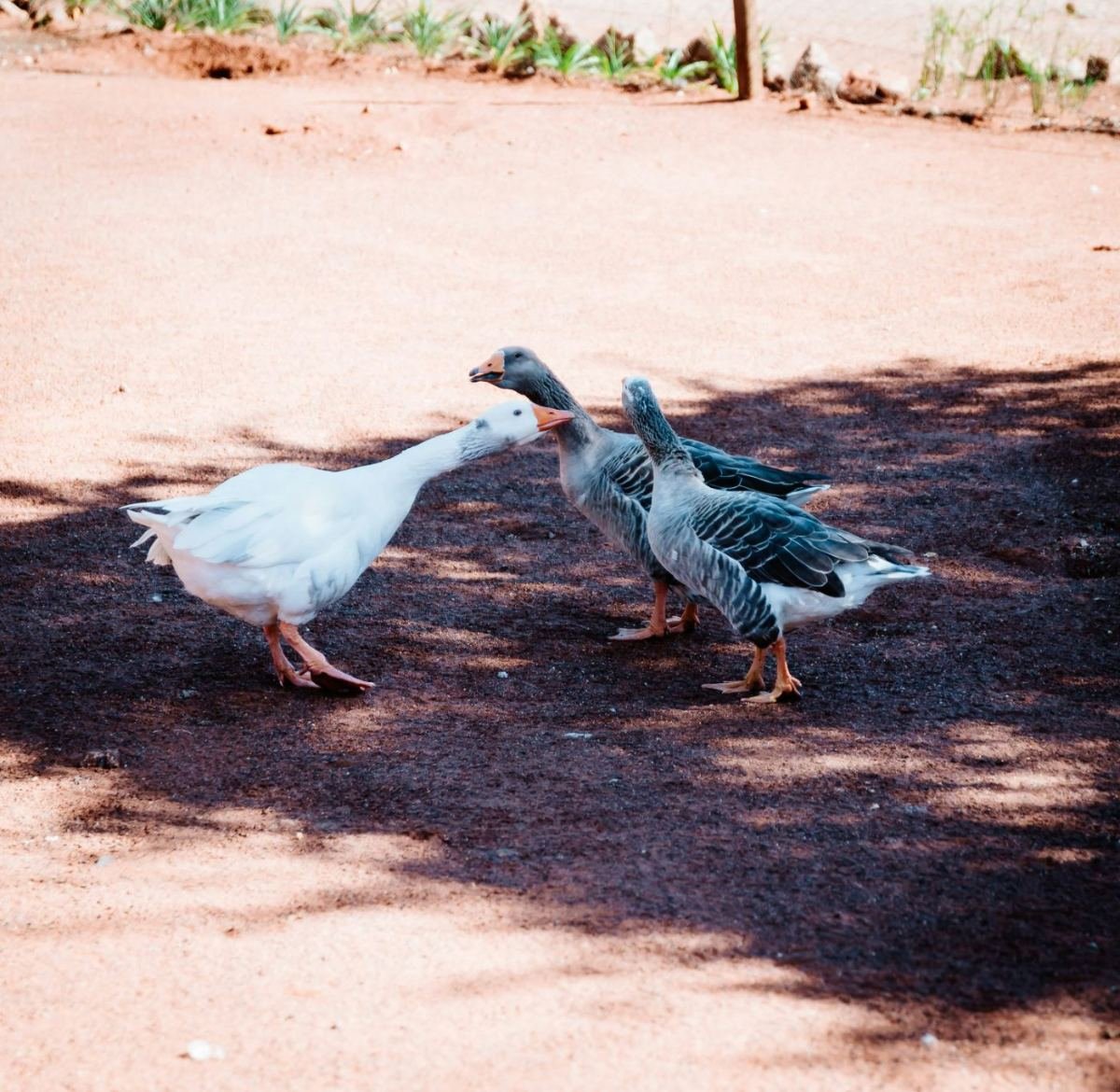 Geese